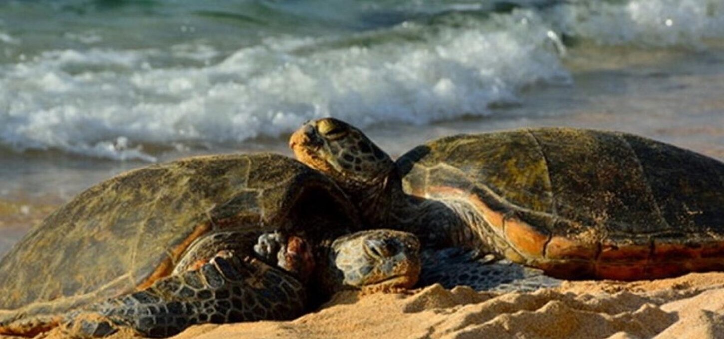 Our love turtles - photo taken by one of our very first guests.