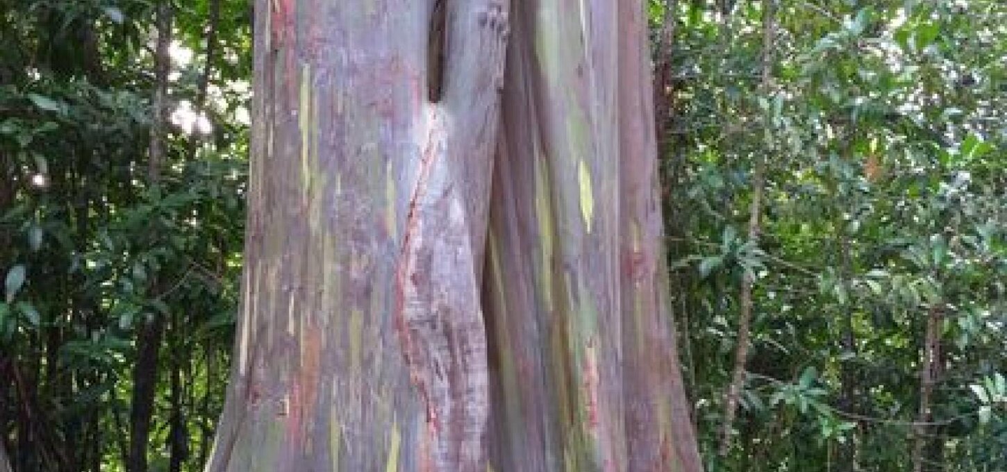 One of the most famous tree of many colors found on the Road to Hana.