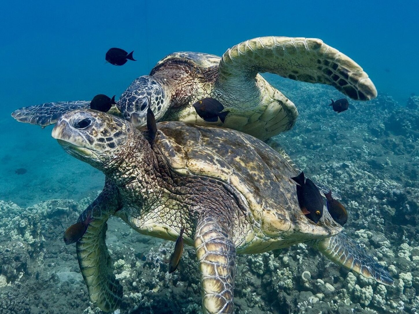 Green sea turtles 