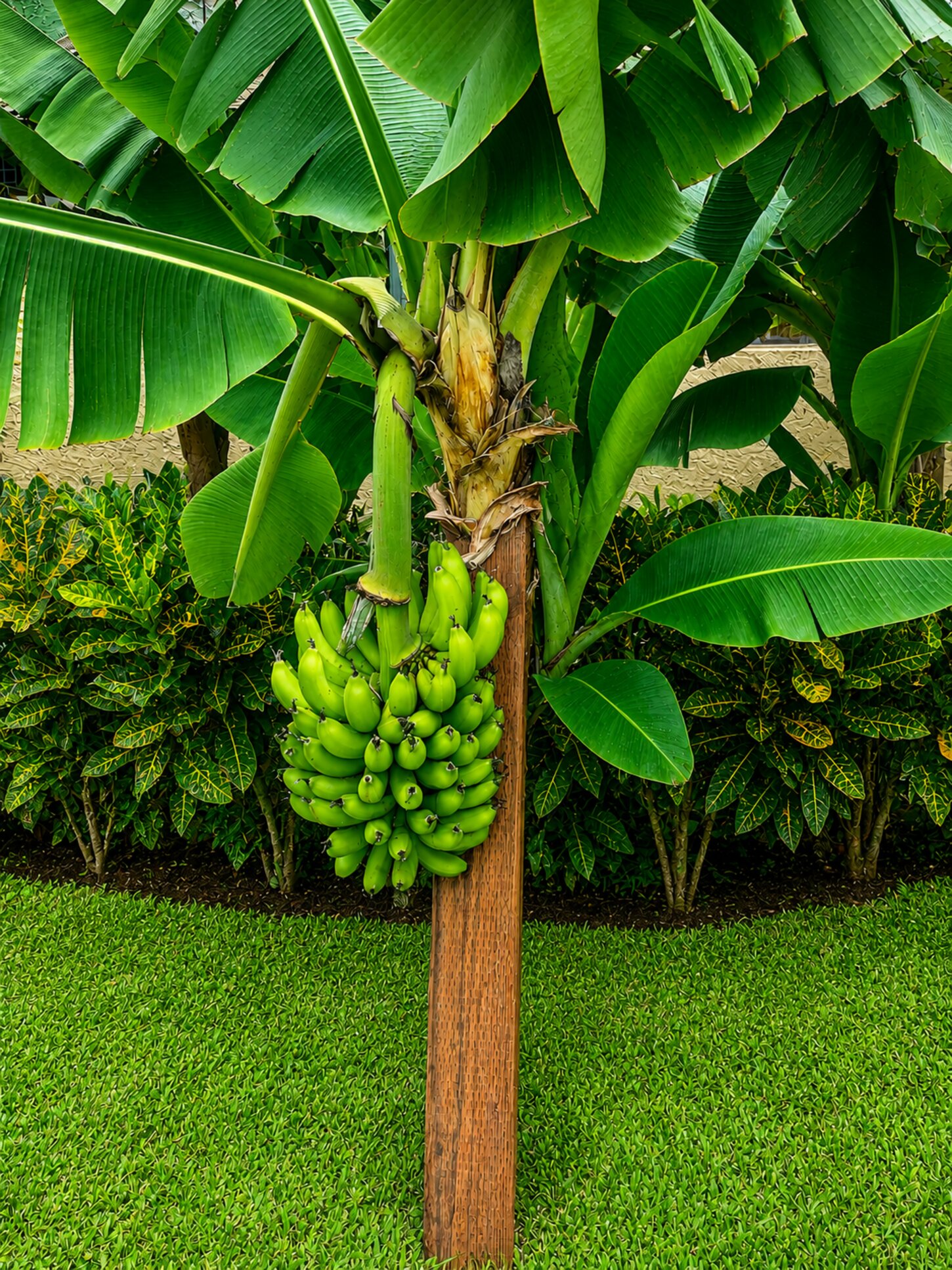 Some our out fruit trees on property