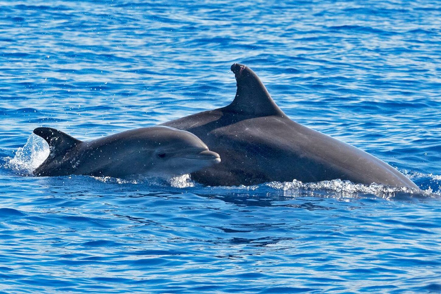 Dolphins