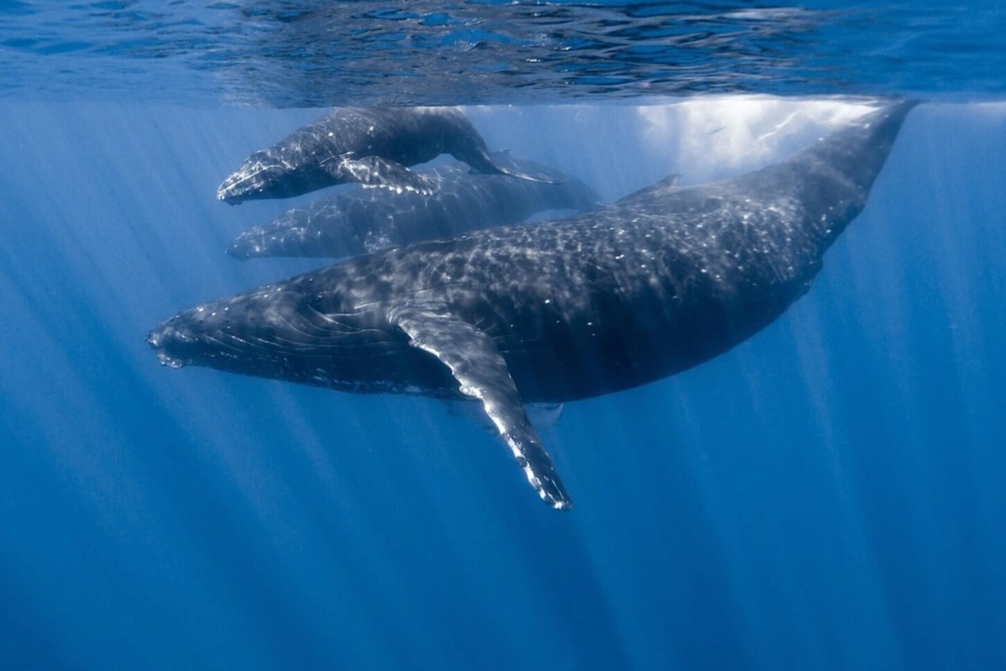 Humpback momma, baby and escort (during whale season mid Dec-Apr)
