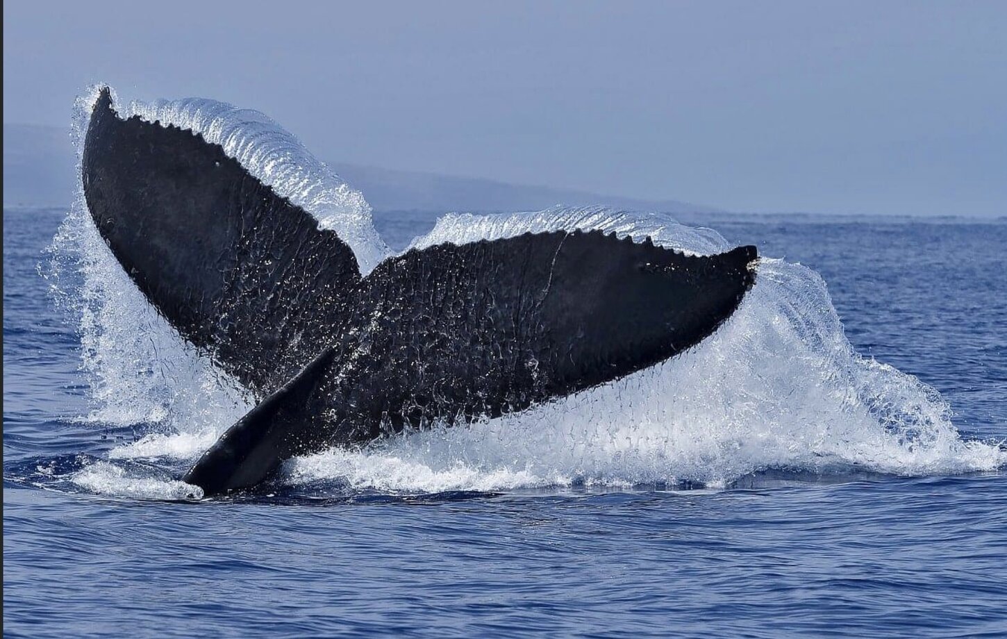 Humpback whale tail