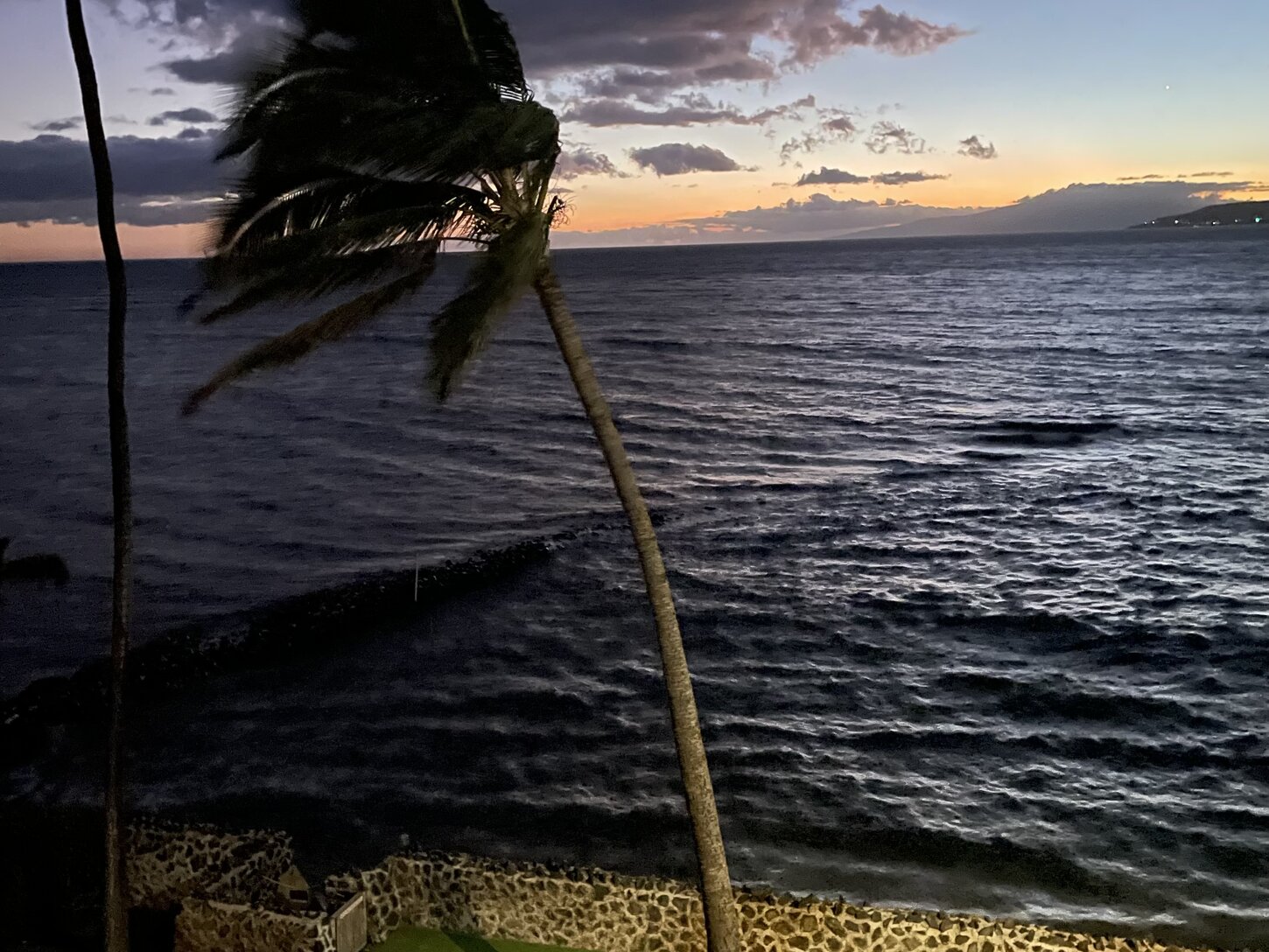 Palm swaying with the trades from the lanai