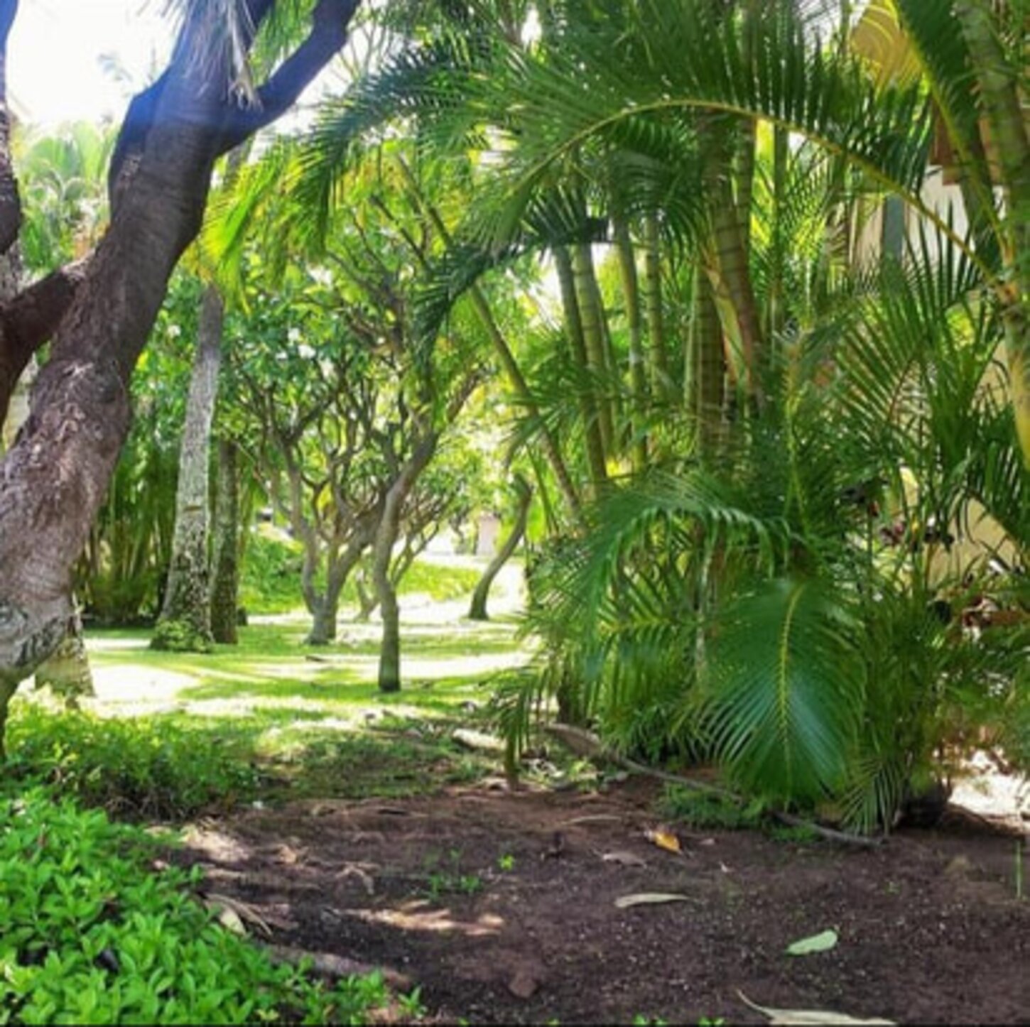 The Kihei Akahi known for its lush well kept grounds.