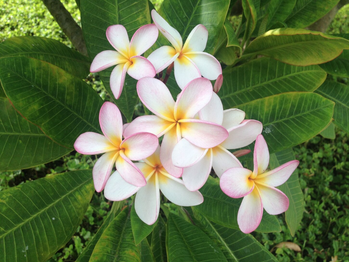Fragrant plumeria throughout the property