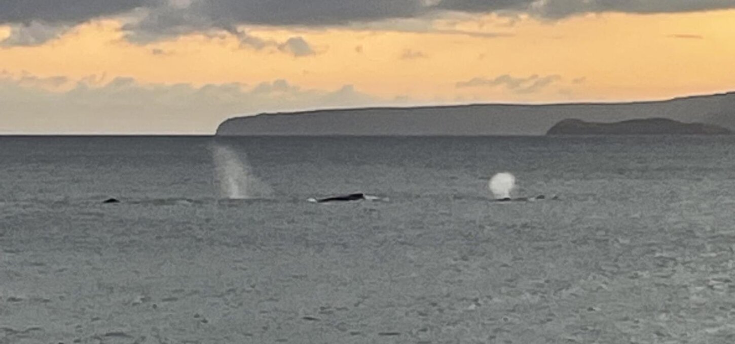 Whale sighting Kamaole beach 3 winter.