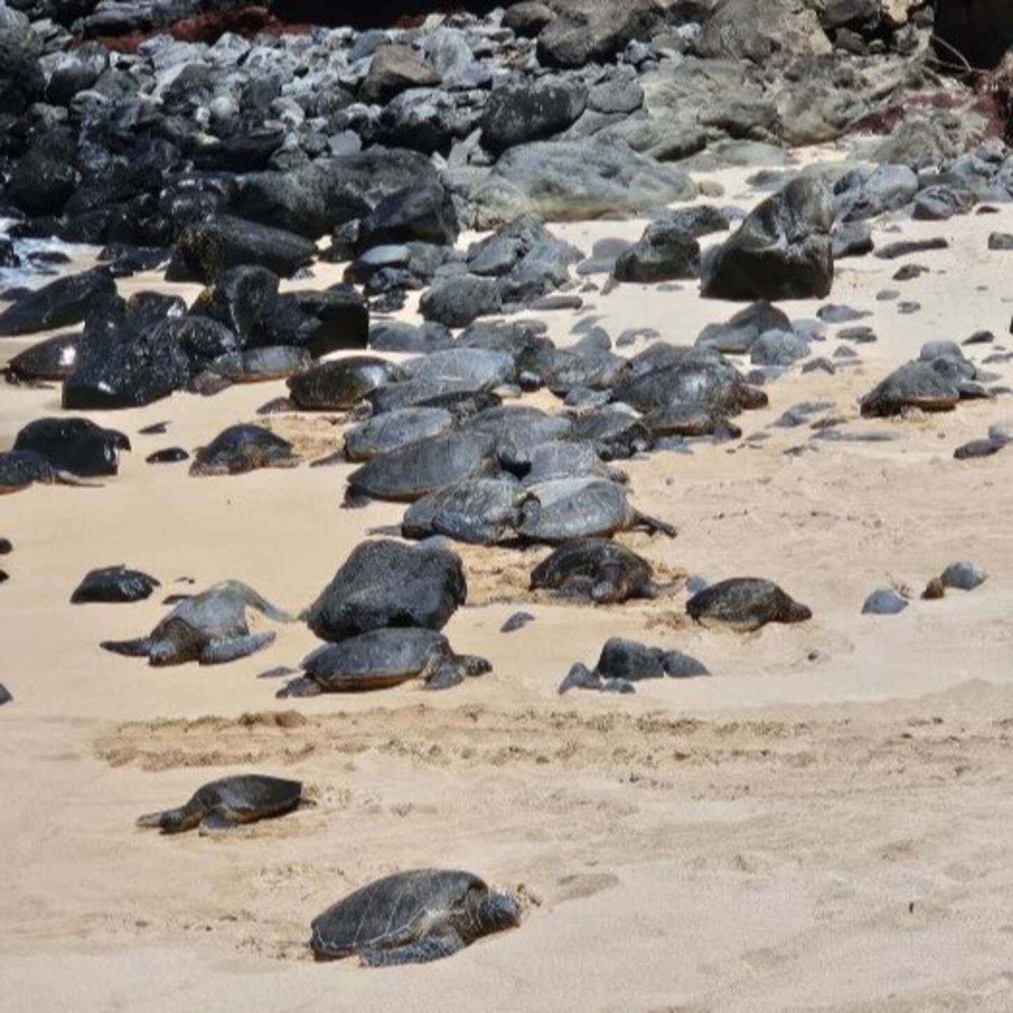 Turtles at Ho'okipa Beach