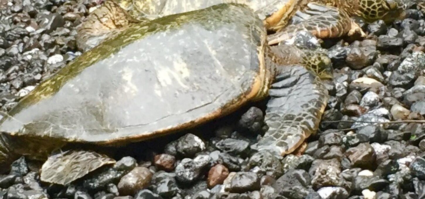 Honu (turtles) basking in the sun